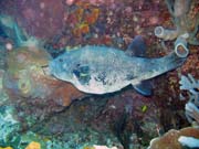 Starry Pufferfish (Arothron stellatus ). Potpn u ostrova Bunaken, lokalita Lekuan III. Sulawesi, Indonsie.