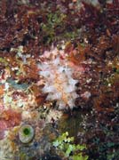 Nudibranch. Potpn u ostrova Bunaken, lokalita Chelo Chelo. Indonsie.