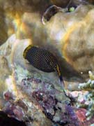 Spotted Boxfish (Ostracion meleagris). Potápění u ostrova Bunaken, lokalita Alban. Sulawesi, Indonésie.