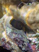 Spotted Boxfish (Ostracion meleagris). Potpn u ostrova Bunaken, lokalita Alban. Sulawesi,  Indonsie.