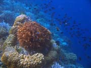 Potápění u ostrova Bunaken, lokalita Alban. Sulawesi, Indonésie.