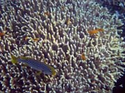 Potápění u ostrova Bunaken, lokalita Alban. Sulawesi, Indonésie.
