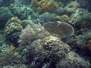 Potápění u ostrova Bunaken, lokalita Alban. Sulawesi, Indonésie.