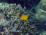 Long-nosed Butterfly Fish. Potápění u ostrova Bunaken, lokalita Alban. Sulawesi, Indonésie.