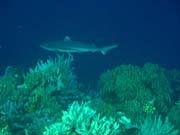Whitetip Reef Shark. Potápění u ostrova Bunaken, lokalita Alban. Sulawesi, Indonésie.