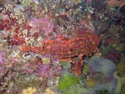 Scorpionfish. Potpn u ostrova Bunaken, lokalita Lekuan I. Indonsie.