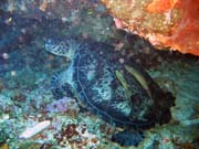 elva. Potpn u ostrova Bunaken, lokalita Lekuan I. Sulawesi,  Indonsie.