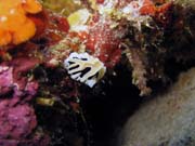 Nudibranch. Potpn u ostrov Togian, Kadidiri, lokalita Taipee Wall. Indonsie.