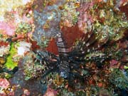 Lionfish. Potpn u ostrov Togian, Kadidiri, lokalita Taipee Wall. Indonsie.