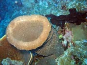 Potpn u ostrov Togian, Kadidiri, lokalita Taipee Wall. Sulawesi,  Indonsie.