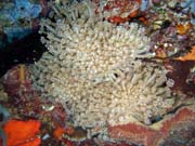 Potpn u ostrov Togian, Kadidiri, lokalita Taipee Wall. Sulawesi,  Indonsie.