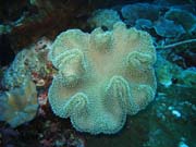 Potpn u ostrov Togian, Kadidiri, lokalita Taipee Wall. Sulawesi,  Indonsie.