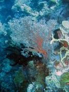 Potpn u ostrov Togian, Kadidiri, lokalita Taipee Wall. Sulawesi,  Indonsie.