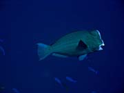 Double-headed Parrotfish (Bolbometopon muricatum). Potpn u ostrov Togian, Kadidiri, lokalita Taipee Wall. Sulawesi,  Indonsie.