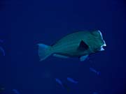 Double-headed Parrotfish (Bolbometopon muricatum). Potpn u ostrov Togian, Kadidiri, lokalita Taipee Wall. Sulawesi, Indonsie.