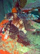 Perutn, nebo-li Lionfish. Potpn u ostrov Togian, Kadidiri, vrak bombardru B24 z druh svtov vlky potopen 3. kvtna 1945. Sulawesi, Indonsie.