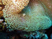 Anemone Cleaning Shrimp. Potápění u ostrovů Togian, Kadidiri, lokalita Two Canyons. Sulawesi, Indonésie.