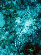 Korlov had - Sea krait (Laticauda colubrina). Potpn u ostrov Togian, Kadidiri, lokalita Two Canyons. Sulawesi,  Indonsie.