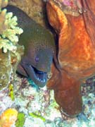 Muréna, nebo-li Giant moray eel (Gymnothorax javanicus). Potápění u ostrovů Togian, Kadidiri, lokalita Two Canyons. Sulawesi,  Indonésie.