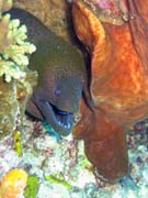 Murna, nebo-li Giant moray eel (Gymnothorax javanicus). Potpn u ostrov Togian, Kadidiri, lokalita Two Canyons. Sulawesi,  Indonsie.