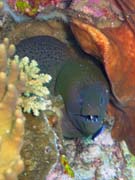 Murna, nebo-li Giant moray eel (Gymnothorax javanicus). Potpn u ostrov Togian, Kadidiri, lokalita Two Canyons. Indonsie.
