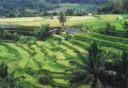 Rýžová pole u města Bukittinggi. Indonésie.