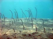 Úhoř, nebo-li Garden eel. Potápění u ostrovů Togian, Una Una, lokalita Apollo. Sulawesi, Indonésie.