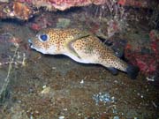 Spotted porcupinefish. Potpn u ostrov Togian, Una Una, lokalita Apollo. Indonsie.