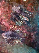 Lionfish. Potápění u ostrovů Togian, Una Una, lokalita Apollo. Sulawesi, Indonésie.