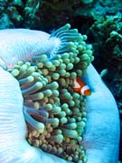 Klaun (Clown Anemonefish) ve svm hostiteli rostlin anemone. Potpn u ostrov Togian, Una Una, lokalita Fishermania/Pinnacle. Indonsie.