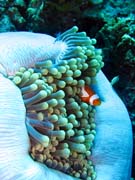 Klaun (Clown Anemonefish) ve svém hostiteli rostlině anemone. Potápění u ostrovů Togian, Una Una, lokalita Fishermania/Pinnacle. Sulawesi, Indonésie.