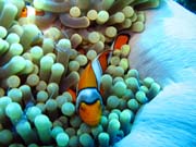 Čistící kreveta (Anemone Cleaning Shrimp) a Klaun (Clown Anemonefish) ve svém hostiteli rostlině anemone. Potápění u ostrovů Togian, Una Una, lokalita Fishermania/Pinnacle. Sulawesi, Indonésie.