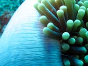 Čistící kreveta (Anemone Cleaning Shrimp). Potápění u ostrovů Togian, Una Una, lokalita Fishermania/Pinnacle. Sulawesi, Indonésie.