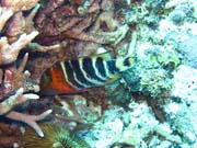 Potápění u ostrovů Togian, Kadidiri, lokalita Dominic Rock. Sulawesi, Indonésie.