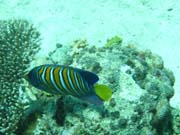 Regal angelfish (Pomacanthus diacanthus). Potápění u ostrovů Togian, Kadidiri, lokalita Dominic Rock. Sulawesi, Indonésie.