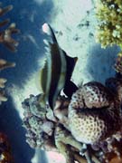 Bannerfish. Potápění u ostrovů Togian, Kadidiri, lokalita Dominic Rock. Sulawesi, Indonésie.
