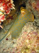 Rejnok, nebo-li Bluespotted ray (Dasyatis kuhlii). Potápění u ostrovů Togian, Kadidiri, lokalita Taipai. Sulawesi,  Indonésie.