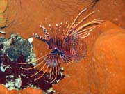 Perutýn, nebo-li Lionfish. Potápění u ostrovů Togian, Kadidiri, lokalita Taipai. Sulawesi, Indonésie.