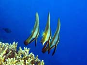 Bannerfish. Potápění u ostrovů Togian, Kadidiri, lokalita Taipai. Sulawesi, Indonésie.