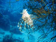 Lionfish. Potápění u ostrova Biak, lokalita Catalina wreck. Papua, Indonésie.