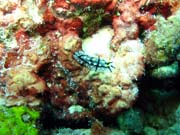 Nudibranch. Potápění u ostrova Biak, lokalita Catalina wreck. Papua, Indonésie.