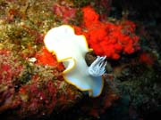 Ardeadoris Egretta Nudibranch. Potápění u ostrova Biak, ostrov Owi. Papua, Indonésie.