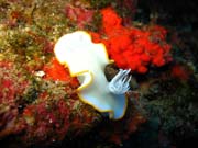 Ardeadoris Egretta Nudibranch. Potpn u ostrova Biak, ostrov Owi. Indonsie.