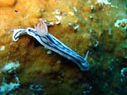 Nudibranch. Potpn u ostrova Biak, ostrov Owi. Indonsie.