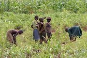 Práze na poli. Sombové jsou hlavně zemědělci. Oblast Boukoumbé. Benin.
