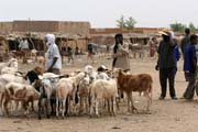 Trh s dobytkem ve městě Agadez. Niger.