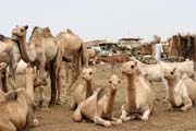 Trh s dobytkem ve mst Agadez. Niger.