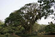 Botanick zahrada, Limbe. Kamerun.