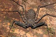 Pavouk, Národní park Korup. Kamerun.