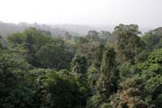 Národní park Korup se nachází v západním Kamerunu u hranic s Nigerií. Tvoří ho tropický deštný prales o rozloze 1259 čtverečních km. Park je domovem více než 50 druhů velkých savců a je vyhledáván pro svou vysokou rozmanitost. Kamerun.